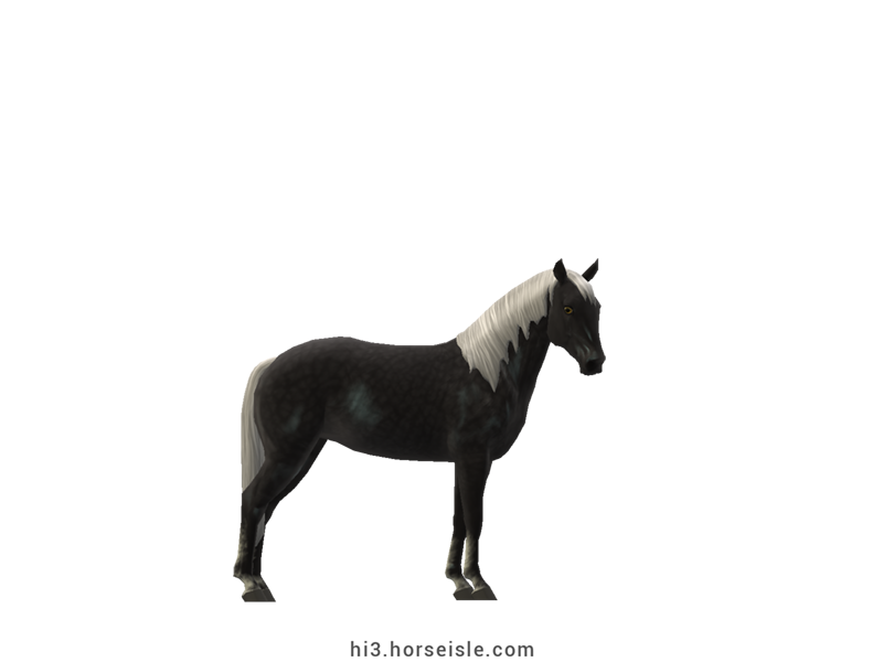 Kentucky Mountain Saddle Horse - Type A Smoky Black Silver Coat